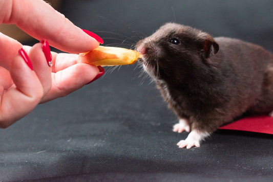 How to Safely Bathe a Hamster: Step-by-Step Guide for First-Time Owners