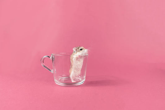 Why Is My Hamster Not Drinking Water and What Should I Do?