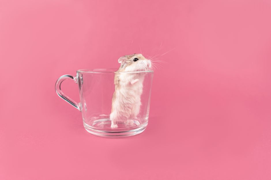 Pet Insurance Basics for Small Apartments: Minimizing Risks and Maximizing Care