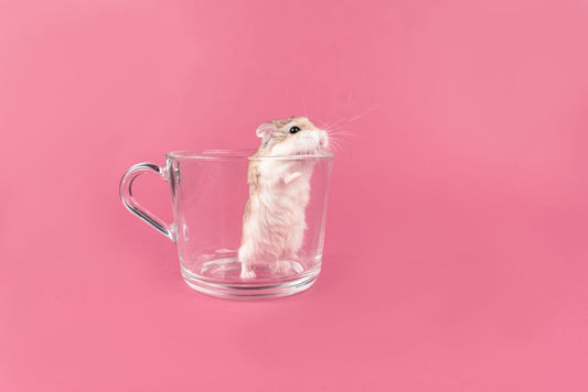 Pet Insurance Basics for Small Apartments: Minimizing Risks and Maximizing Care