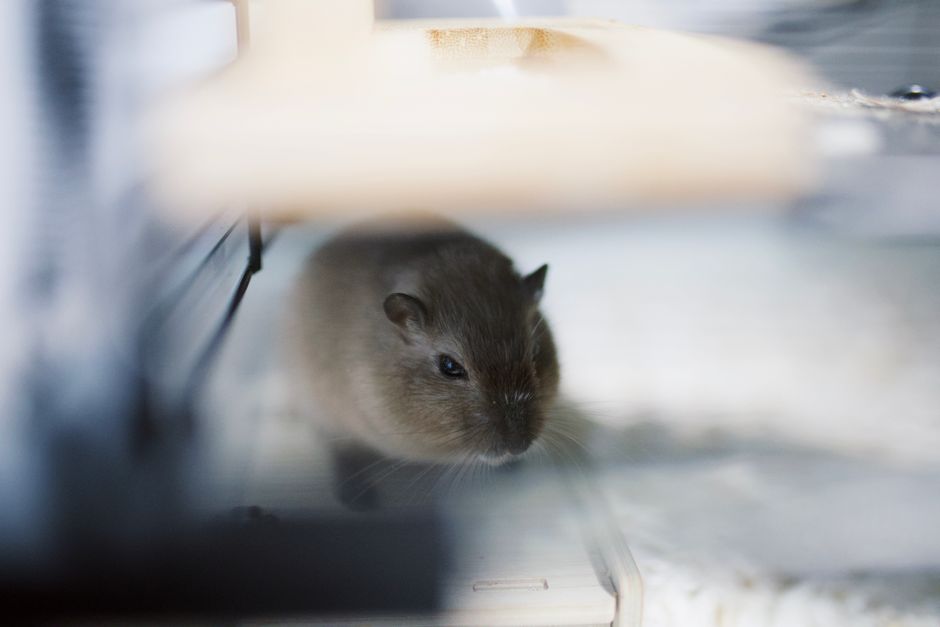 How to Clean a Hamster Cage Without Stressing Your Pet: Step-by-Step Guide for a Healthy Habitat