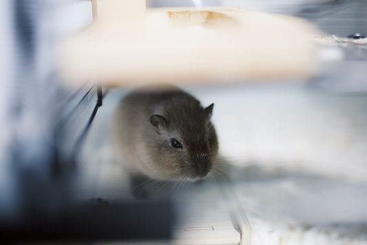 How to Clean a Hamster Cage Without Stressing Your Pet: Step-by-Step Guide for a Healthy Habitat
