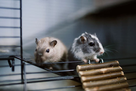 The Anxious Pet’s Exercise and Enrichment: A Complete Guide to a Calmer Companion