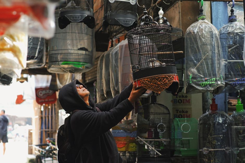 Quick and Easy Bird Cage Cleaning: A Stress-Free Routine for Busy Owners