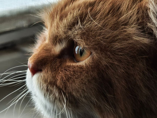 7 Common Cat Care Mistakes Most Owners Make Without Realizing