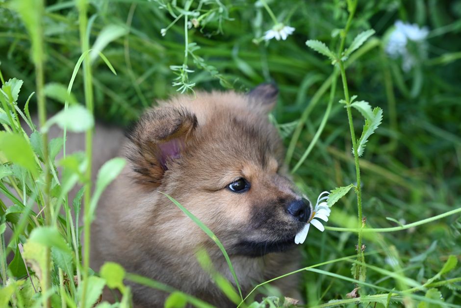 The Complete Guide to Chemical-Free Dog Grooming: Natural Solutions for a Healthy Coat and Happy Pup