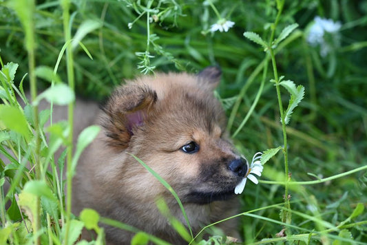 The Complete Guide to Chemical-Free Dog Grooming: Natural Solutions for a Healthy Coat and Happy Pup