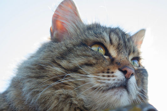 The Natural Cat Care Handbook: A Chemical-Free Guide to a Healthier, Happier Feline