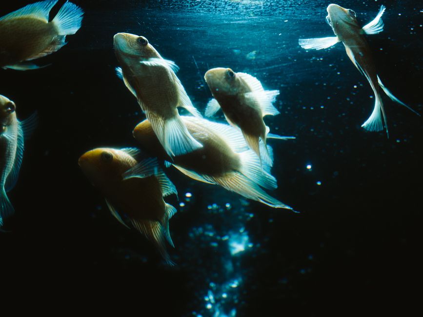 How to Prevent the Most Common Freshwater Aquarium Disasters
