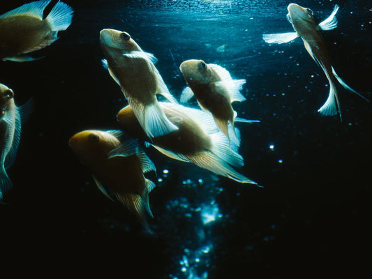 How to Prevent the Most Common Freshwater Aquarium Disasters