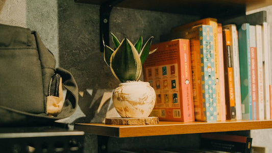 Step-by-Step Guide to Reviving an Overwatered Snake Plant