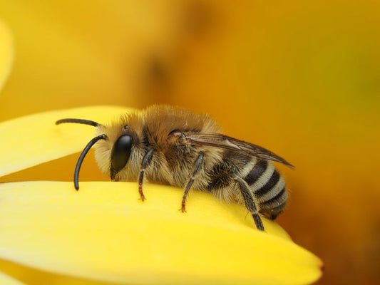 The Ultimate Pollinator Garden for Kids: A Complete Guide to Creating a Bee & Butterfly Haven