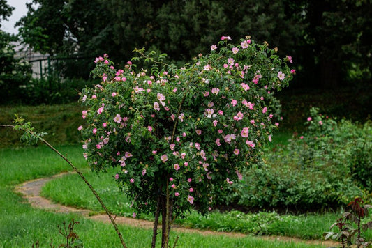 The Four Seasons of Rose Care: A Complete Seasonal Guide for Blooming Success