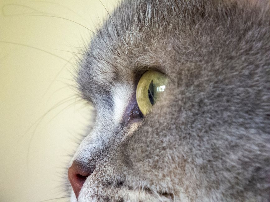 Natural Cat Care: A Chemical-Free Guide to a Healthier, Happier Feline