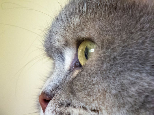 Natural Cat Care: A Chemical-Free Guide to a Healthier, Happier Feline