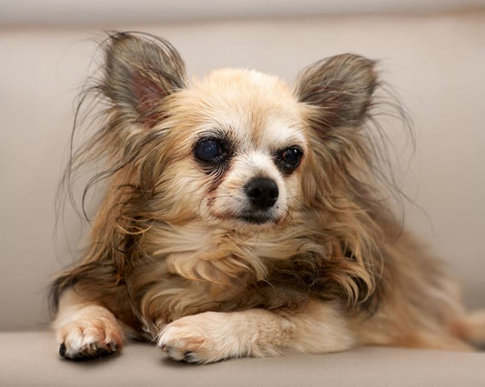 The Complete Guide to Training Your Senior Dog: Gentle Methods for Aging Companions