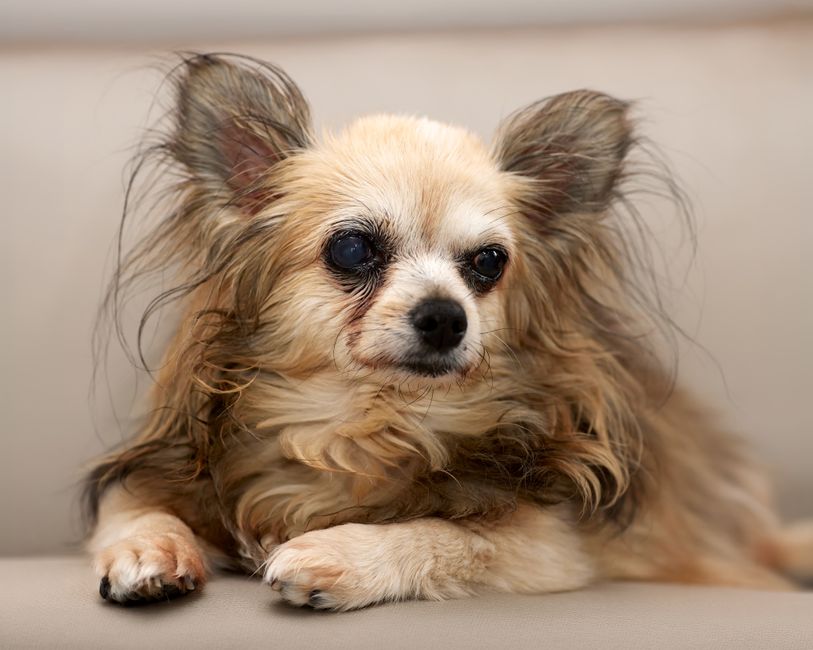 The Senior Dog Wellness Blueprint: Grooming, Nutrition, and Comfort for Aging Canines
