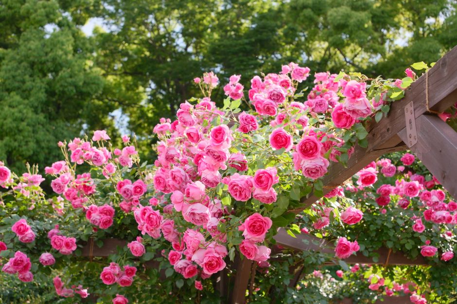 Step-by-Step Guide to Building and Planting a Raised Garden Bed with a Trellis