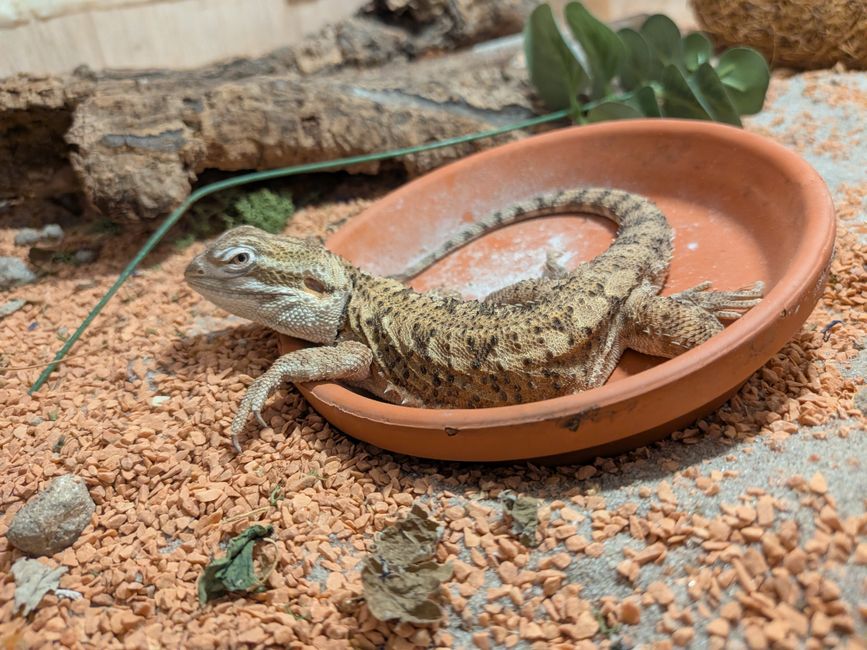 Which Reptile Substrate and Cleaning System Actually Works? A Practical Comparison