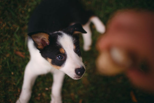 DIY Puppy Training Solutions That Actually Work