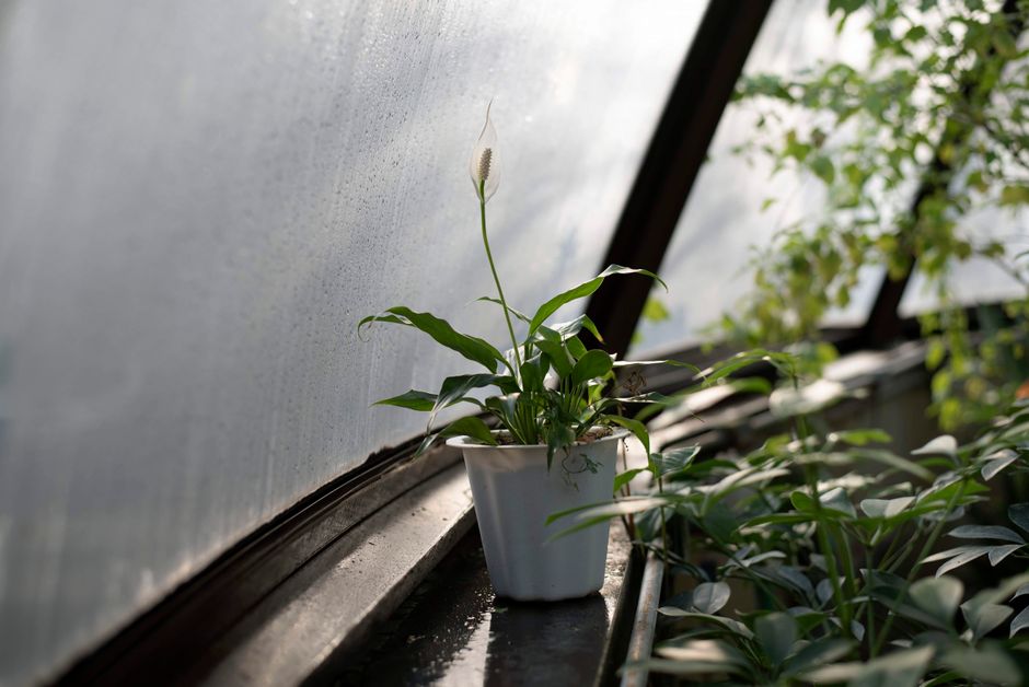 How to Save an Overwatered Peace Lily: A Step-by-Step Recovery Plan for Indoor Gardeners