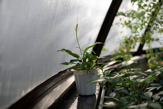Peace Lily Care Without a Yard: Thriving Indoors with No Outdoor Space
