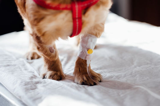 The Complete Guide to DIY Pet Wound Care: Natural Solutions for Minor Injuries