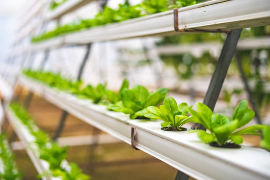 Organic Hydroponics: How to Grow Without Synthetic Nutrients