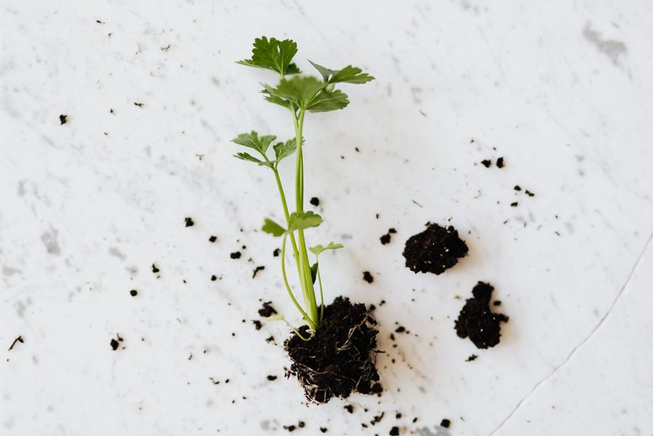 The Organic Gardener’s Complete Guide to Building Living Soil from Scratch