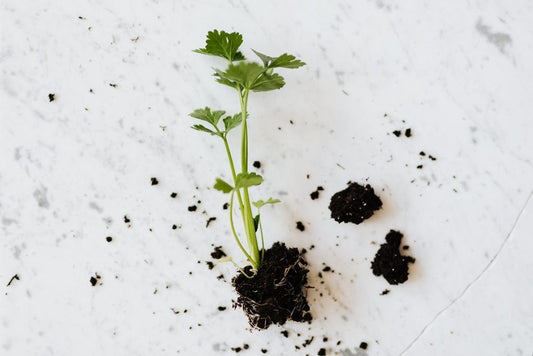 The Organic Gardener’s Complete Guide to Building Living Soil from Scratch