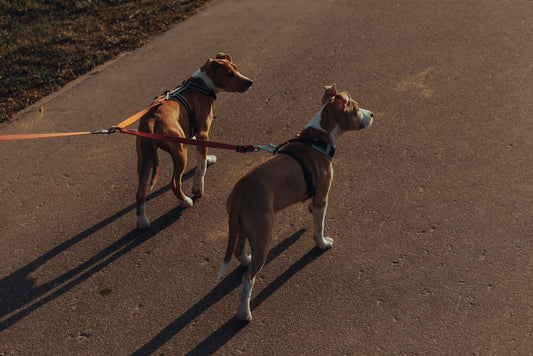 DIY Dog Leash and Walking Gear: Repurpose Household Items for Safe, Eco-Friendly Walks