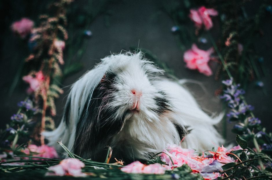 How to Reduce Shedding in Small Animals Like Rabbits and Hamsters Without Stress
