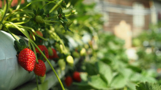 How to Grow Strawberries from Seed to Harvest: A Complete Step-by-Step Guide