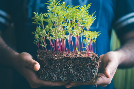 Maximize Seed Yield Indoors: The Complete Guide to High-Efficiency Starting Systems