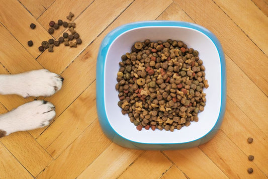 How to Transition Your Dog from Puppy Food to Adult Food Safely Without Digestive Upset