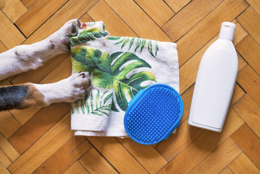 Travel Ready: The Best Portable Pet Grooming and Care Kit Compared