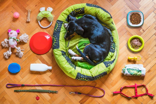 Winter Puppy Training Must-Haves for Indoor Potty and Comfort Routines