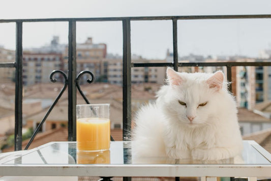 Hydration in Small Apartments: Ensuring Your Pet Drinks Enough