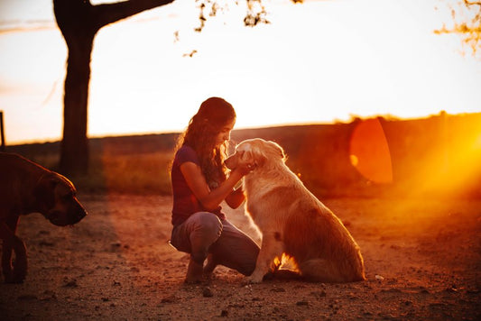 Chemical-Free Flea and Tick Prevention: A Complete Natural Approach for Pet Owners