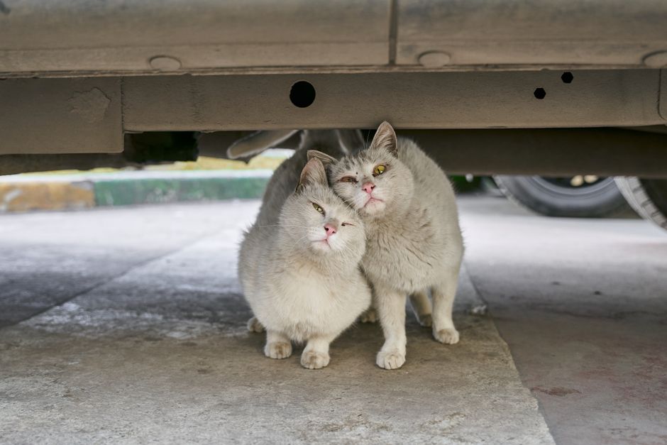 Summer Cat Behavior: How Heat Affects Your Feline and How to Help