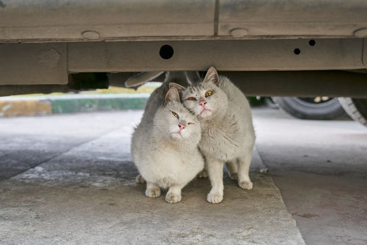 Summer Cat Behavior: How Heat Affects Your Feline and How to Help