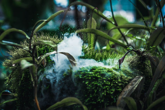 The Indoor Orchid Whisperer: Mastering Humidity, Airflow, and the Forgotten Art of Root Aeration