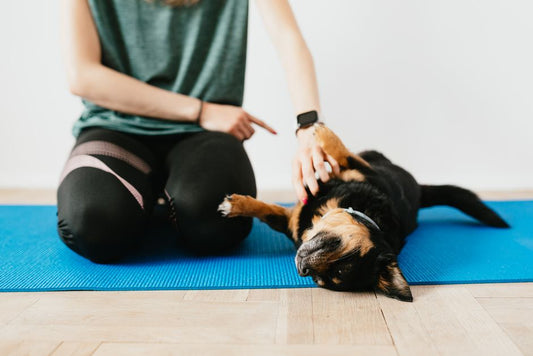 Winter Pet Enrichment: Beat the Indoor Blues with Smart Exercise and Comfort
