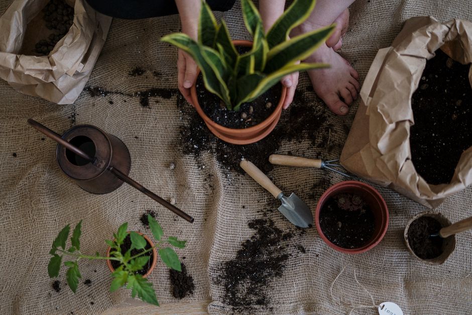 Budget-Friendly Snake Plant Care: Essential Tools and Tips for Thriving Sansaveria