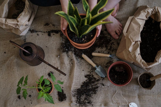 The Beginner's Guide to Repotting: Essential Tools and Techniques for Thriving Plants