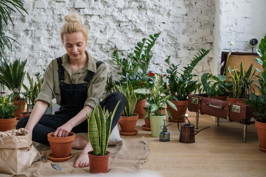 The Complete Snake Plant Care Guide: Unlock the Secrets to Thriving Sanservieria