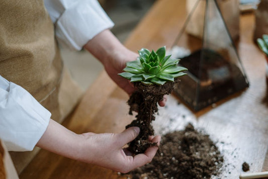 The Complete Guide to Growing Shade Garden Plants in Apartments