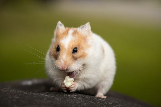 How to Groom a Hamster Without Stressing Them: A Step-by-Step Guide