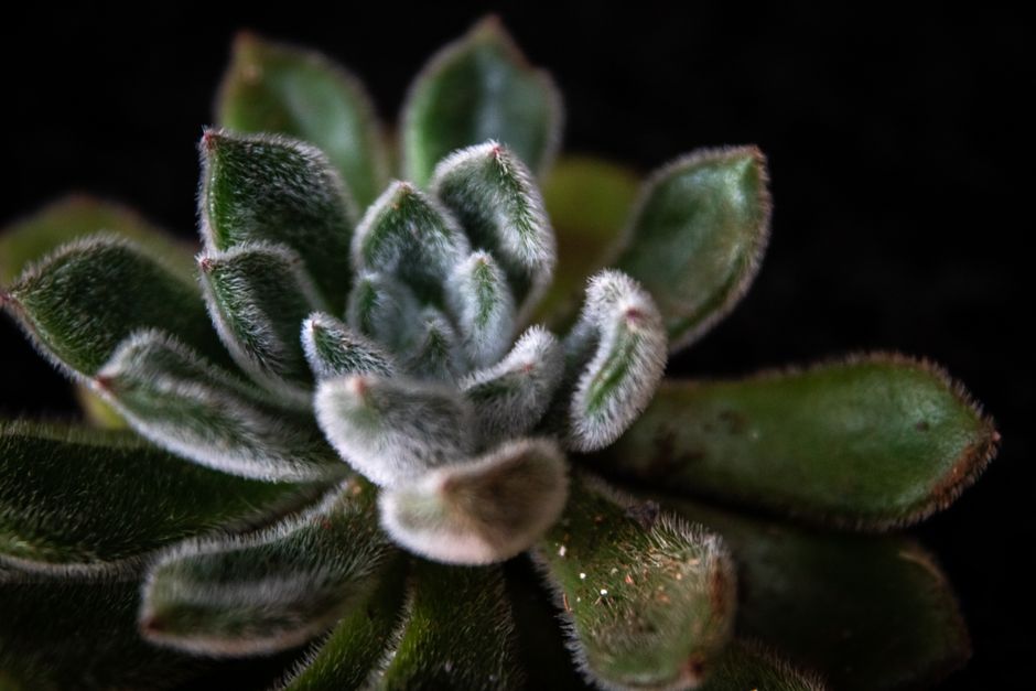 How to Identify and Treat White Fuzzy Mold on Succulent Soil Without Damaging the Plant