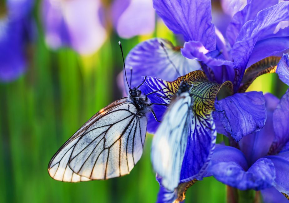 Low Maintenance Pollinator Garden: Essential Tools for a Thriving Ecosystem